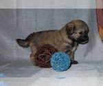 Small Photo #22 Pookimo Puppy For Sale in MEMPHIS, MO, USA