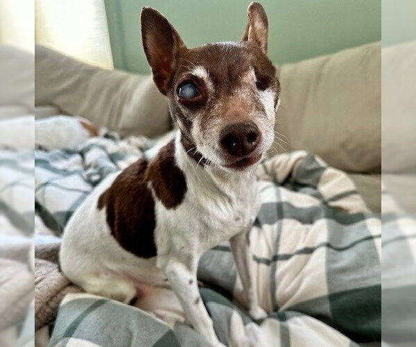 Medium Photo #9 Foxy Rat Terrier Puppy For Sale in Minneapolis, MN, USA