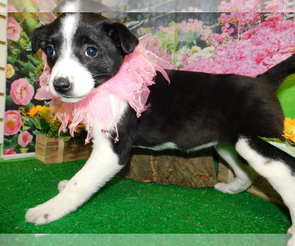 Medium Photo #5 English Shepherd Puppy For Sale in HAMMOND, IN, USA
