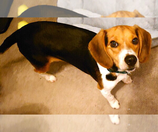 Medium Photo #4 Beagle Puppy For Sale in Mount Airy, NC, USA