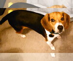 Small #3 Beagle
