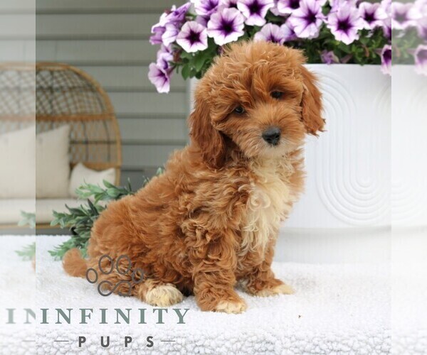 Medium Photo #2 Goldendoodle (Miniature) Puppy For Sale in NARVON, PA, USA