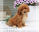 Small #1 Goldendoodle (Miniature)
