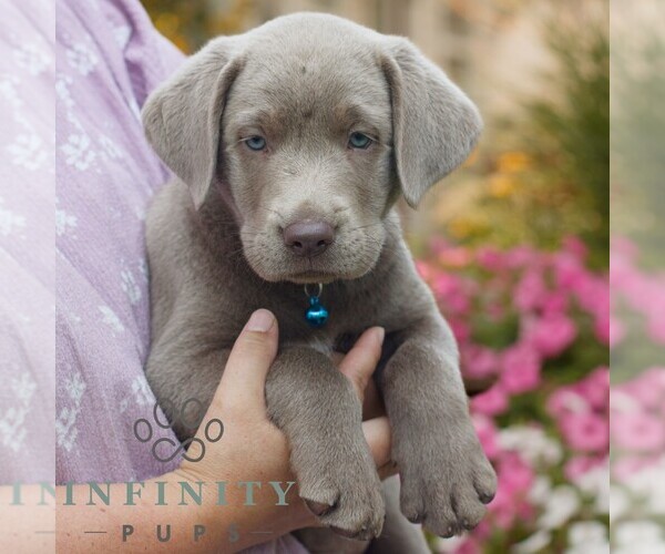 Medium Photo #3 Labrador Retriever Puppy For Sale in MORGANTOWN, PA, USA