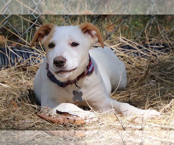 Medium Photo #2 Pointer-Unknown Mix Puppy For Sale in Union, WV, USA