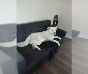 Snow - Male Akita-Labrador Retriever Mix Dog for Adoption - Photo #2