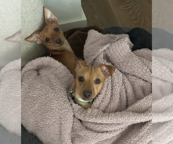 Medium Photo #7 Chihuahua-Unknown Mix Puppy For Sale in Brooklyn, NY, USA