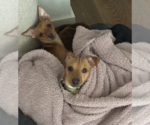 Small #6 Chihuahua Mix