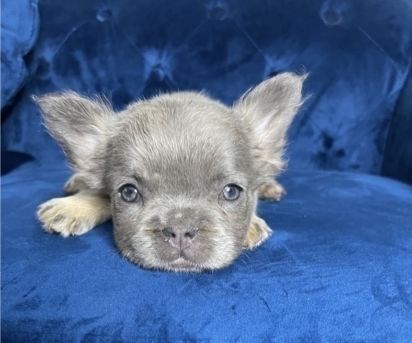Medium Photo #4 French Bulldog Puppy For Sale in RALEIGH, NC, USA