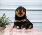 Small Photo #25 Rottweiler Puppy For Sale in BRYANT, IN, USA