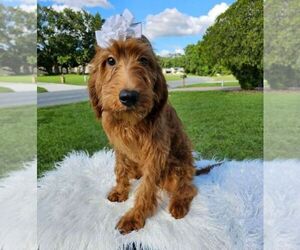 Goldendoodle Dog for Adoption in KISSIMMEE, Florida USA