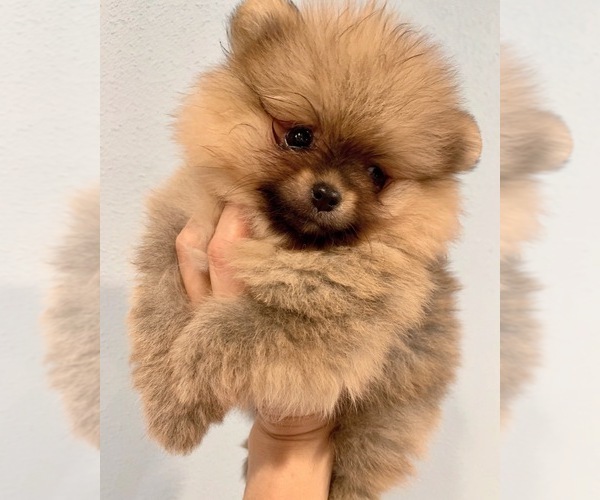 Medium Photo #1 Pomeranian Puppy For Sale in OCOEE, FL, USA