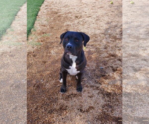 Medium Photo #1 American Pit Bull Terrier-Unknown Mix Puppy For Sale in Chandler, AZ, USA