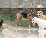 Small Photo #4 German Shepherd Dog-Unknown Mix Puppy For Sale in Minneapolis, MN, USA