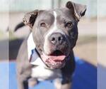 Small American Staffordshire Terrier Mix