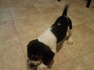 Beagle Puppy for sale in KYLE, TX, USA