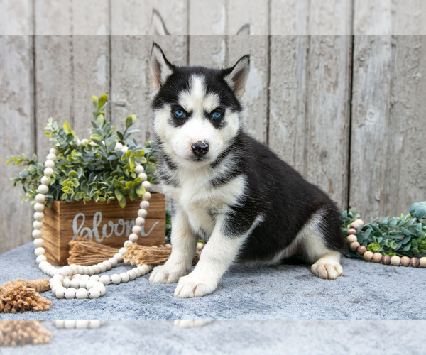 Medium Photo #6 Siberian Husky Puppy For Sale in LANCASTER, PA, USA