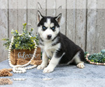 Small Photo #6 Siberian Husky Puppy For Sale in LANCASTER, PA, USA