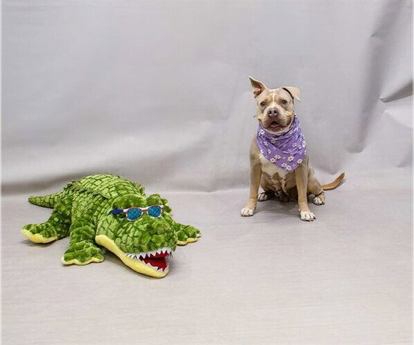 Medium Photo #2 Mutt Puppy For Sale in Sanford, FL, USA