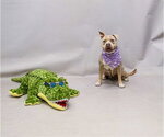 Small #1 Mutt