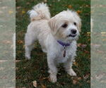 Small #3 Maltipoo