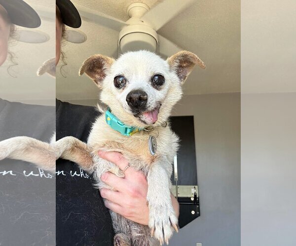 Medium Photo #1 Chihuahua Puppy For Sale in  Ramona, CA, USA