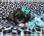 Small Photo #2 Poovanese Puppy For Sale in LAKELAND, FL, USA