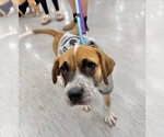 Small Boxer