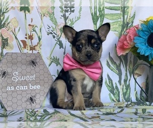 French Bulldog-Shetland Sheepdog Mix Puppy for sale in LANCASTER, PA, USA