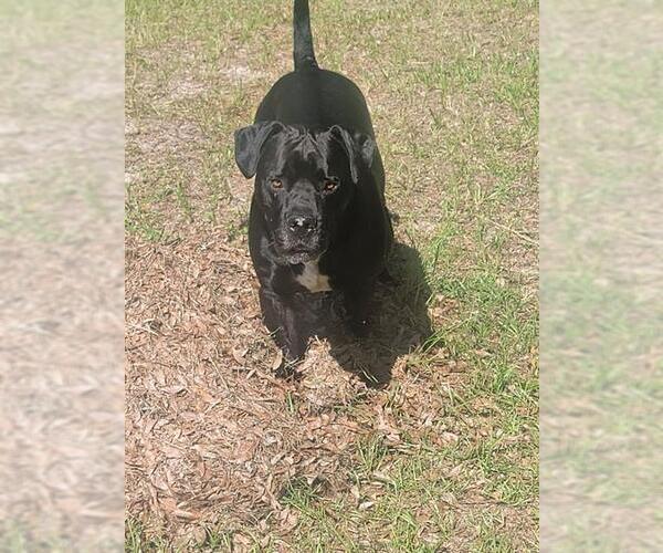 Medium Photo #2 Mastiff Puppy For Sale in Ocala, FL, USA