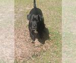 Small #1 Mastiff