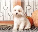 Small Poodle (Toy)