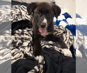 Border Collie-Unknown Mix Dogs for adoption in Salt Lake City, UT, USA