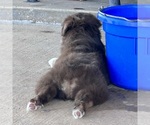 Small #11 Miniature Australian Shepherd