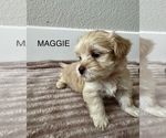 Puppy MAGGIE Zuchon