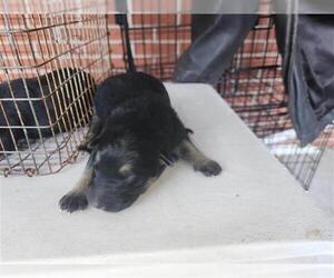 Labrador Retriever-Unknown Mix Dogs for adoption in Houston, TX, USA