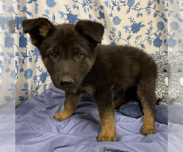 Medium Photo #1 German Shepherd Dog-Unknown Mix Puppy For Sale in Modesto, CA, USA