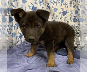 German Shepherd Dog-Unknown Mix Dogs for adoption in Modesto, CA, USA