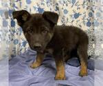 Small German Shepherd Dog Mix