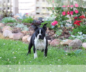 Boston Terrier Puppy for sale in SHILOH, OH, USA