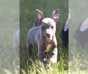 Chihuahua Dogs for adoption in Mechanicsburg, PA, USA