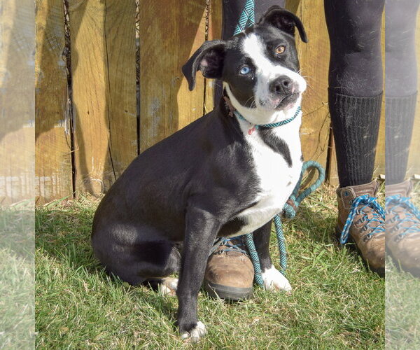 Medium Photo #3 Border Collie-Unknown Mix Puppy For Sale in Huntley, IL, USA