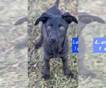 Small Photo #3 Labrador Retriever-Unknown Mix Puppy For Sale in Farmington, MN, USA