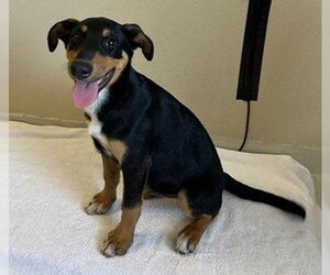 Doberman Pinscher-Siberian Husky Mix Dogs for adoption in Santa Cruz, CA, USA