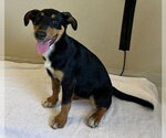 Small Doberman Pinscher-Siberian Husky Mix