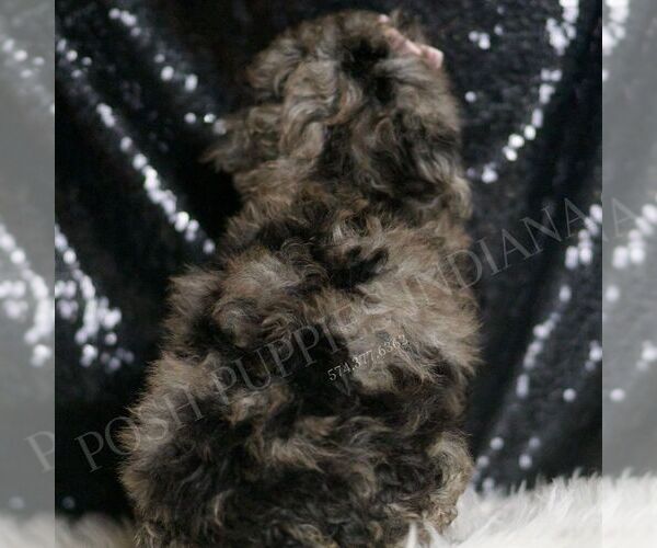 Medium Photo #6 Poodle (Toy) Puppy For Sale in WARSAW, IN, USA