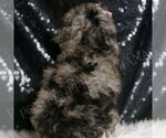 Small #5 Poodle (Toy)
