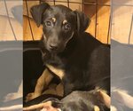Small Photo #3 Doberman Pinscher-Labrador Retriever Mix Puppy For Sale in Seattle, WA, USA