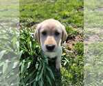 Small Photo #13 Labrador Retriever Puppy For Sale in CHARITON, IA, USA
