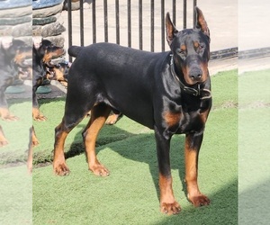 Father of the Doberman Pinscher puppies born on 11/25/2023